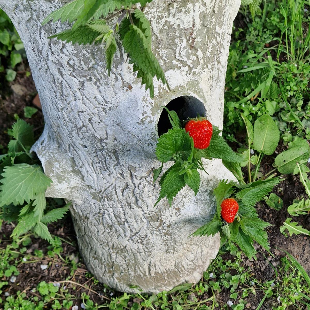 Faux-bois strawberry planter