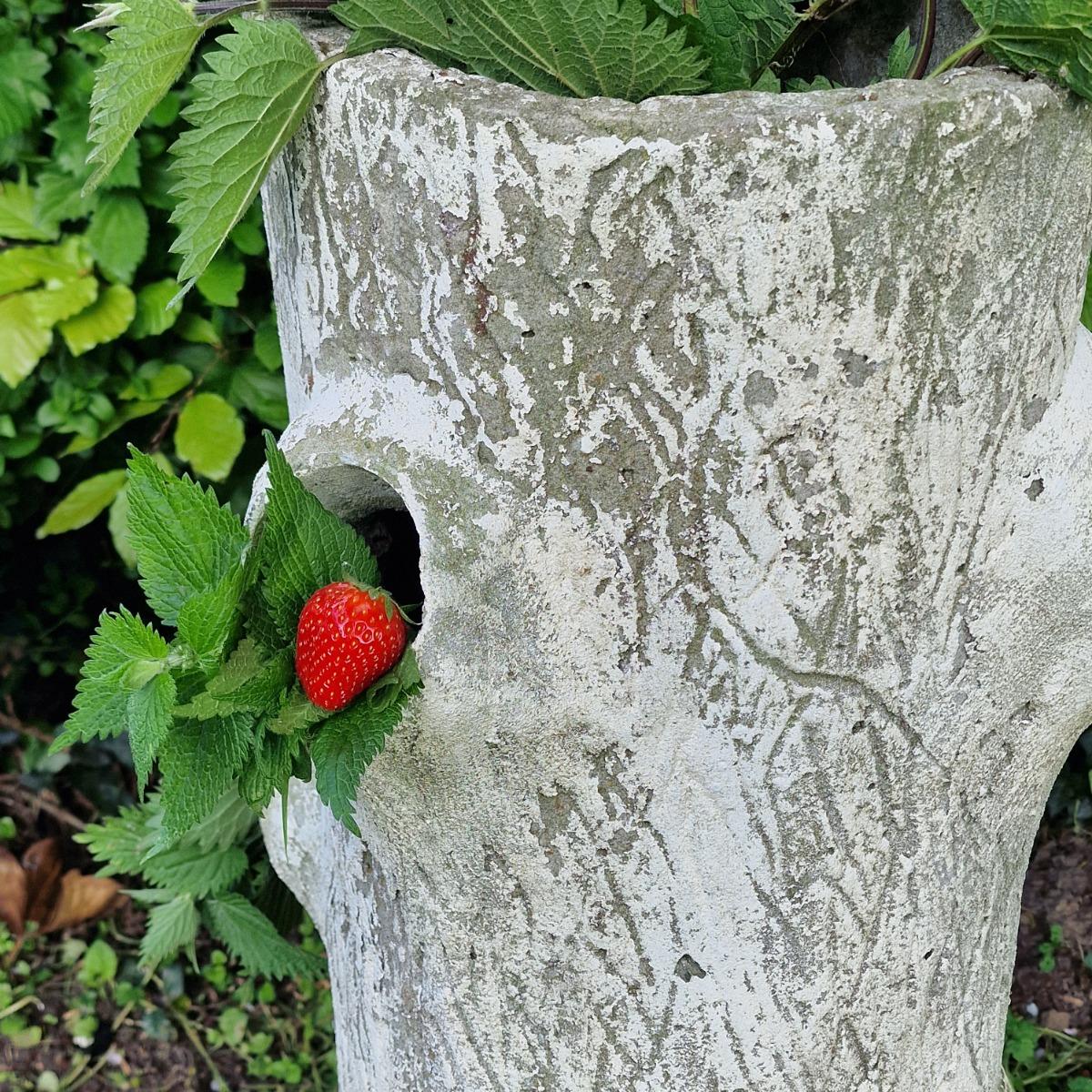 Faux-bois strawberry planter