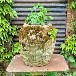 Large strawberry planter