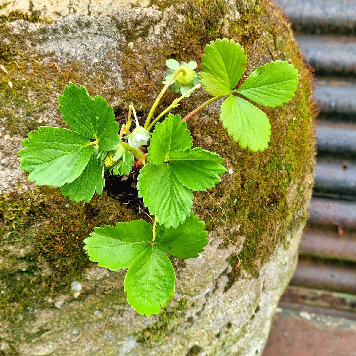 Large strawberry planter