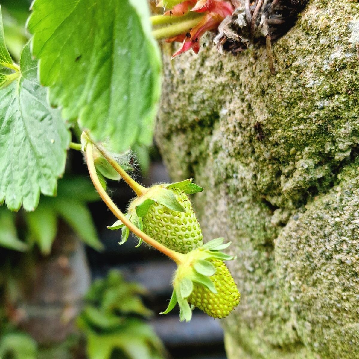 Large strawberry planter