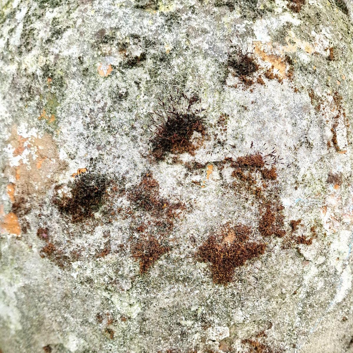 Large terra cotta jug