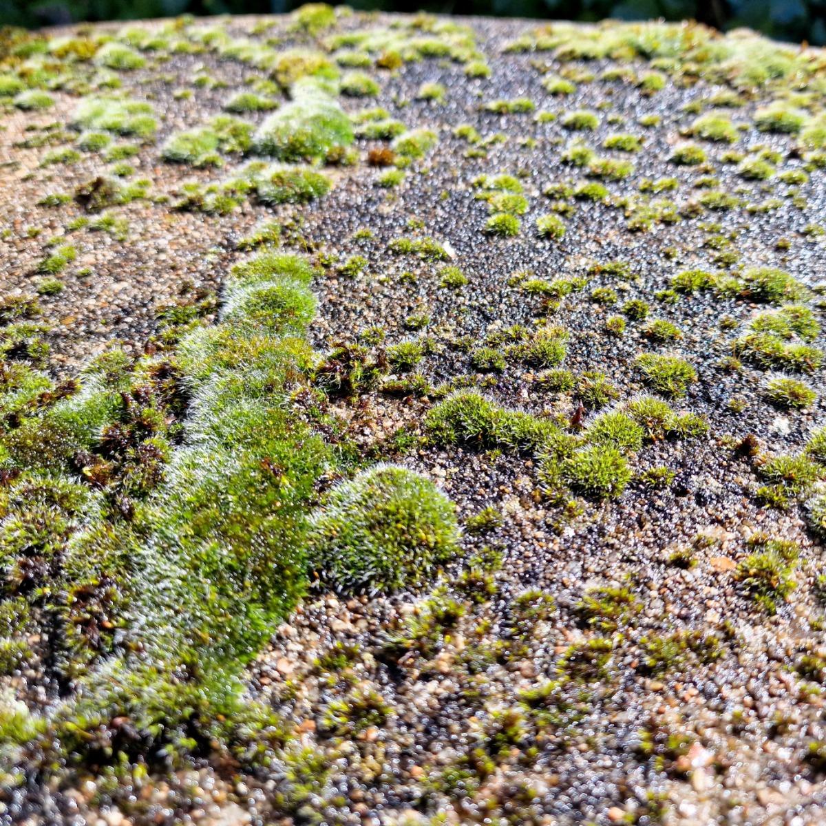 Mossy faux bois table